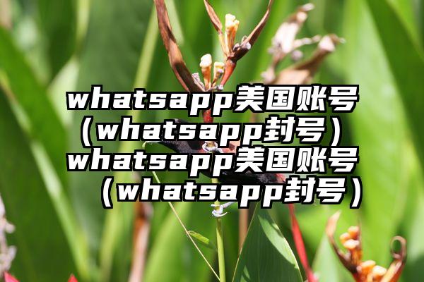 whatsapp美国账号（whatsapp封号） whatsapp美国账号（whatsapp封号）