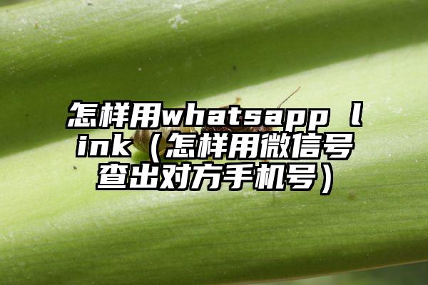 怎样用whatsapp link（怎样用微信号查出对方手机号）