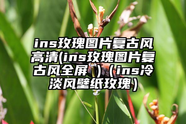 ins玫瑰图片复古风高清(ins玫瑰图片复古风全屏 )（ins冷淡风壁纸玫瑰）