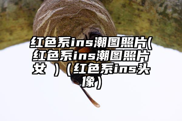 红色系ins潮图照片(红色系ins潮图照片女 )（红色系ins头像）