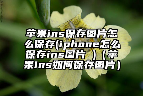 苹果ins保存图片怎么保存(iphone怎么保存ins图片 )（苹果ins如何保存图片）