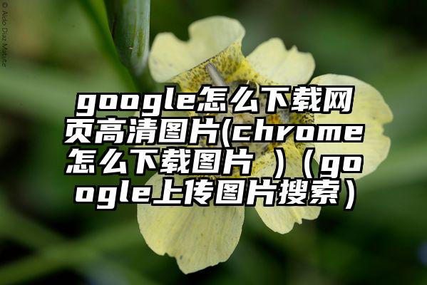 google怎么下载网页高清图片(chrome怎么下载图片 )（google上传图片搜索）